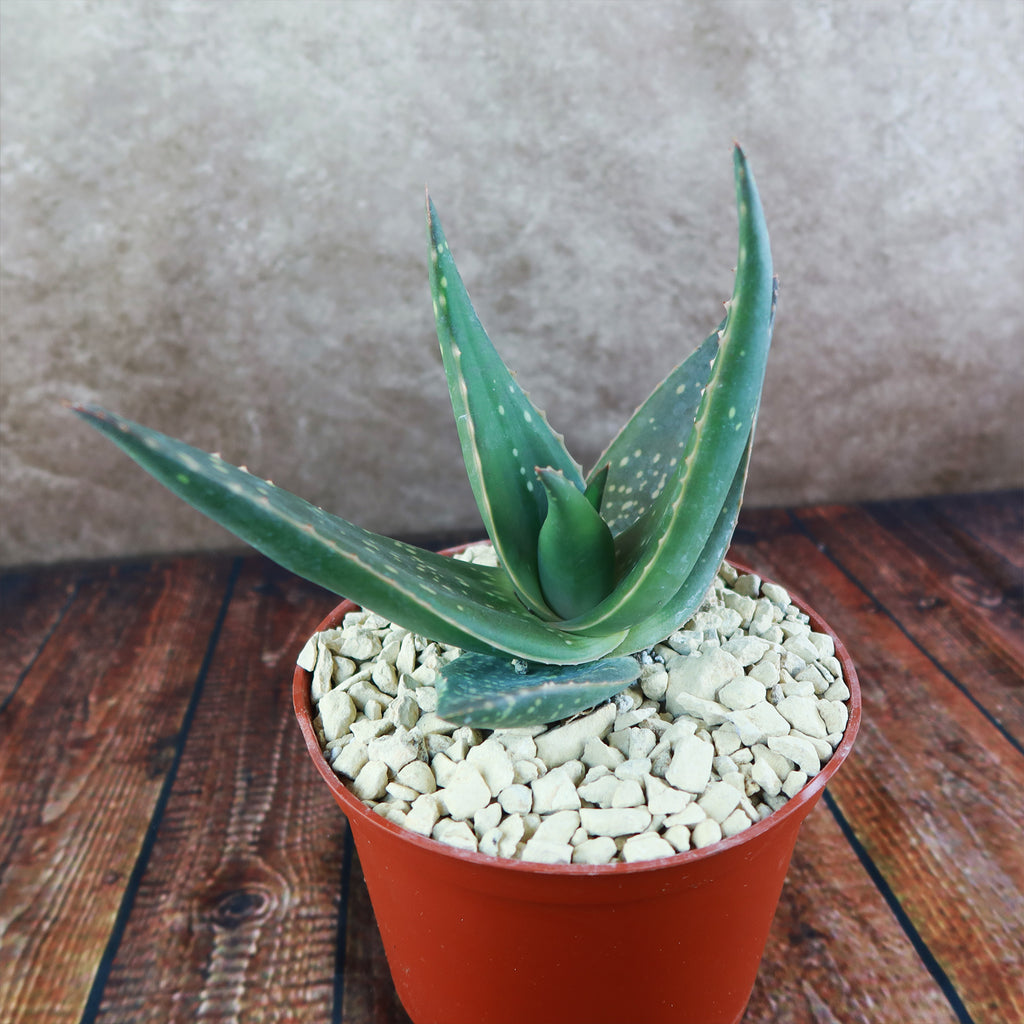 Aloe paradisicum &