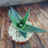Aloe paradisicum &