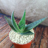 Aloe paradisicum &