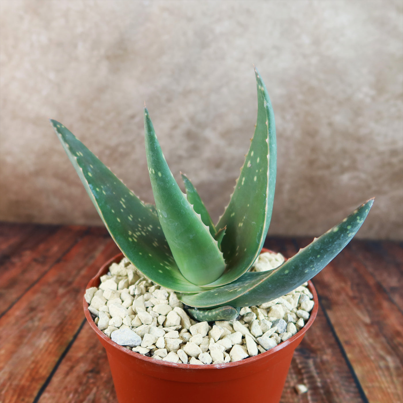 Shop 'Aloe Jurassic Dino' – Care and Growing Guide