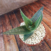 Aloe paradisicum &