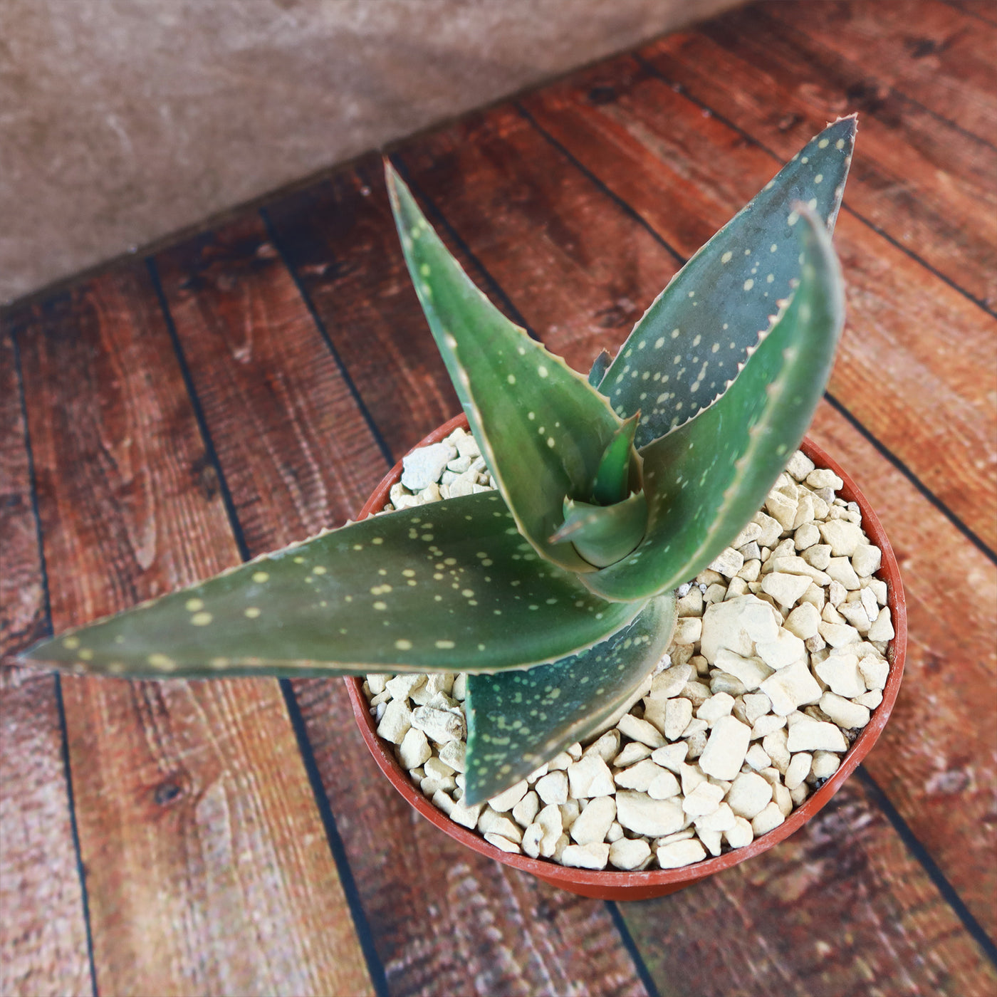 Shop 'Aloe Jurassic Dino' – Care and Growing Guide | Planet Desert