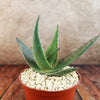 Aloe paradisicum &