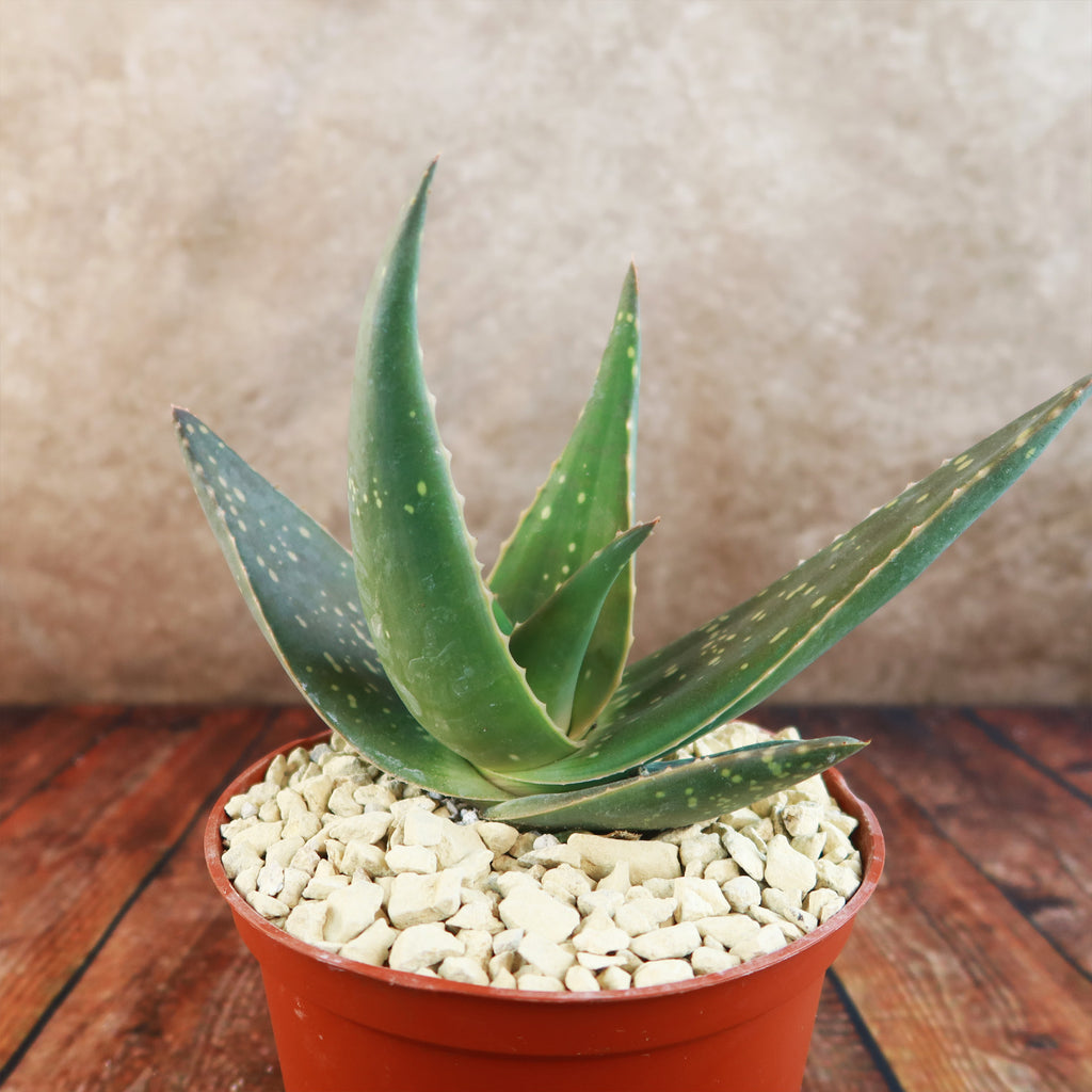 Aloe paradisicum &