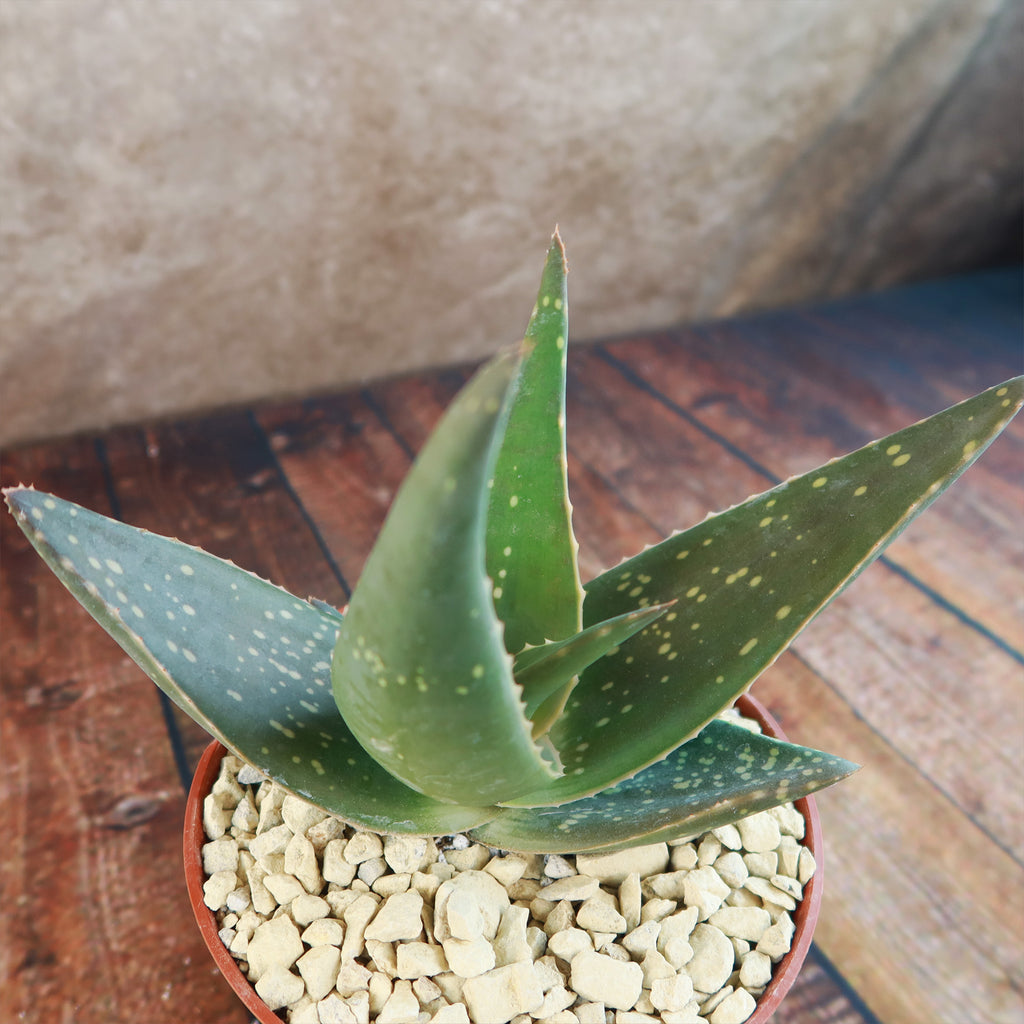 Aloe paradisicum &