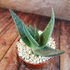 Aloe paradisicum &