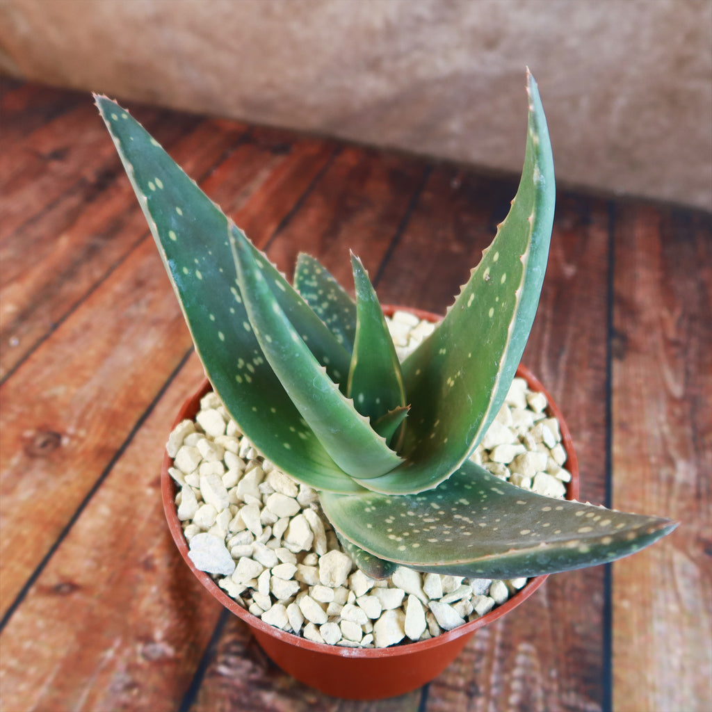 Aloe paradisicum &