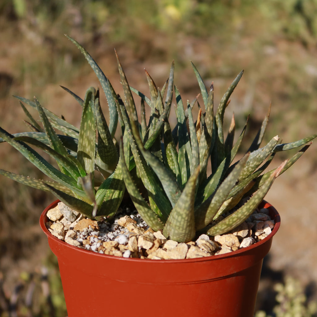 Aloe pictifolia