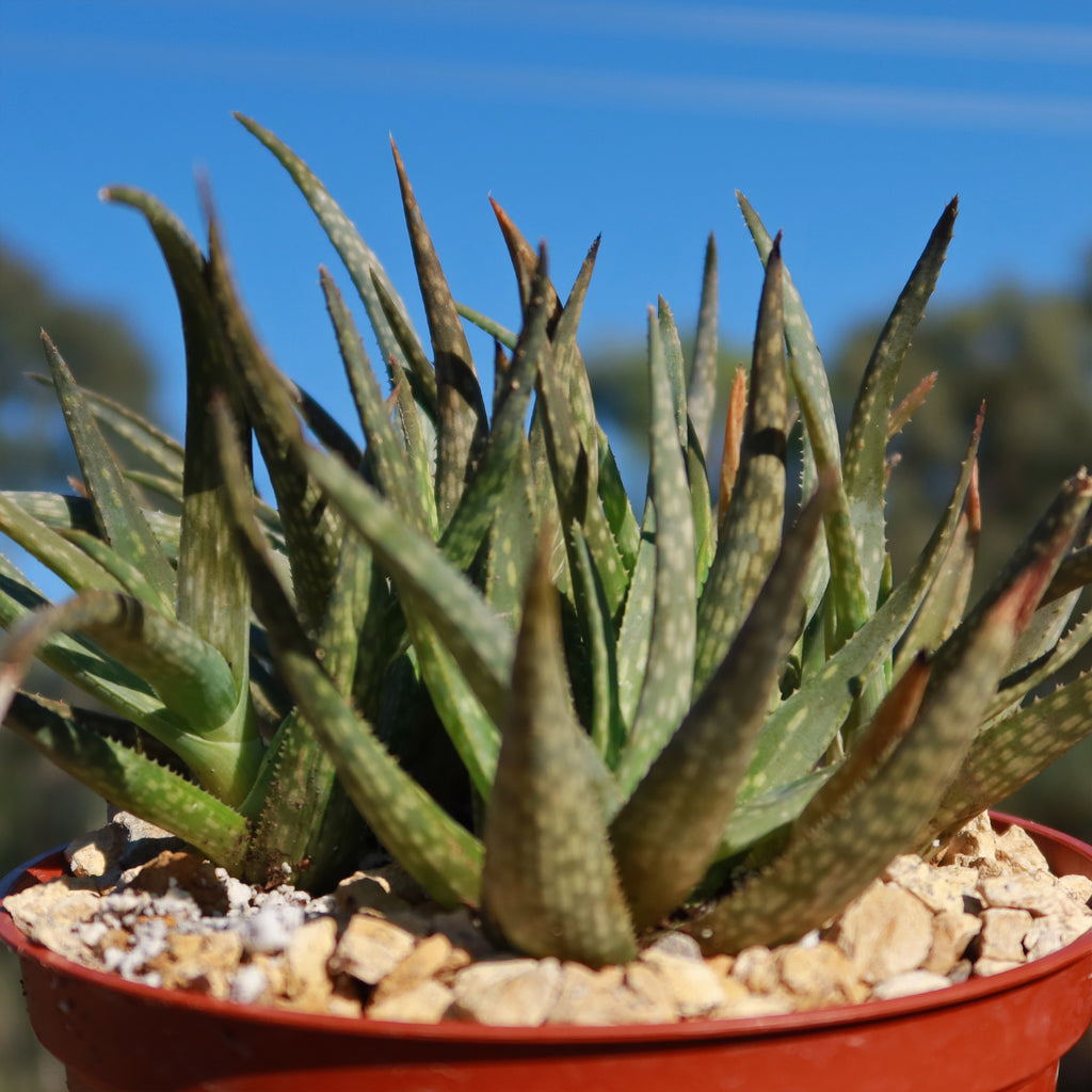 Aloe pictifolia