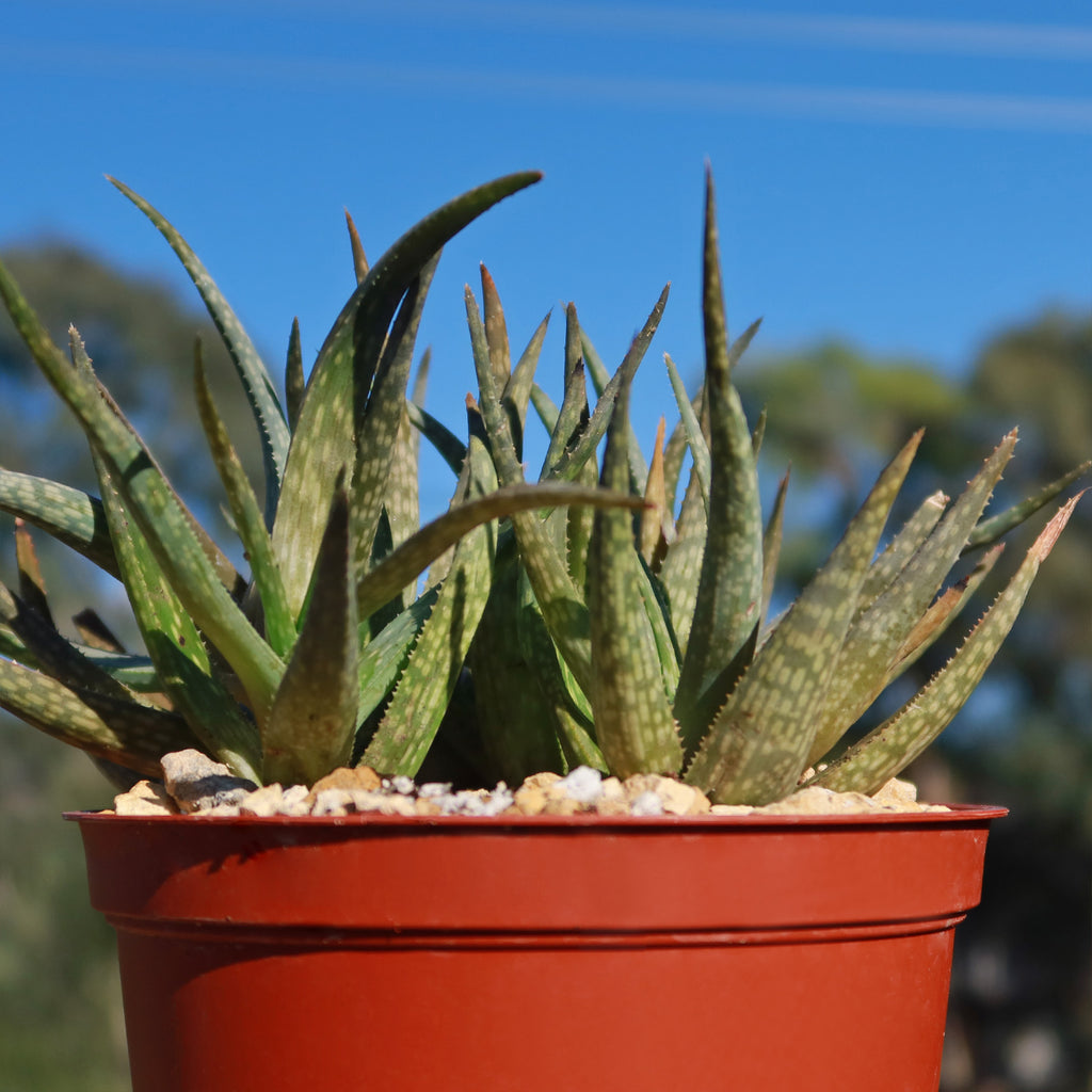 Aloe pictifolia