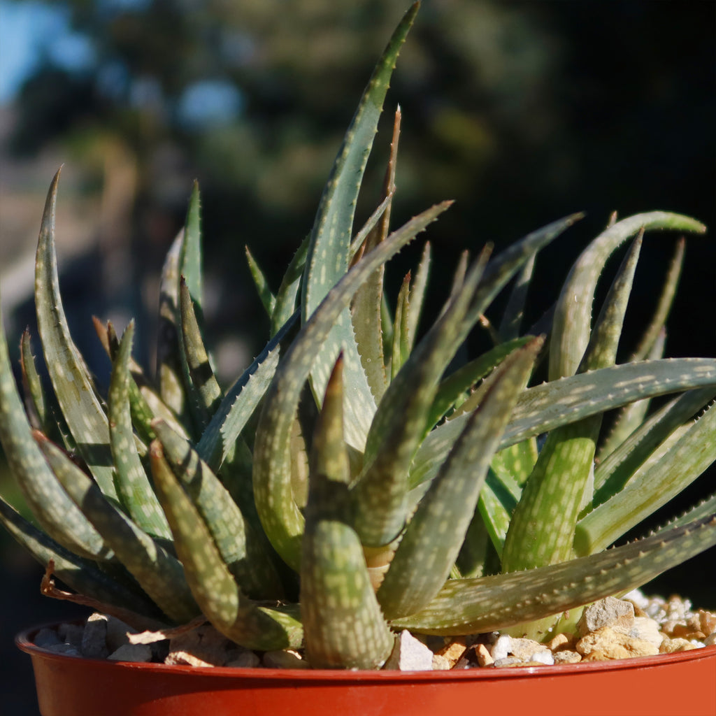 Aloe pictifolia