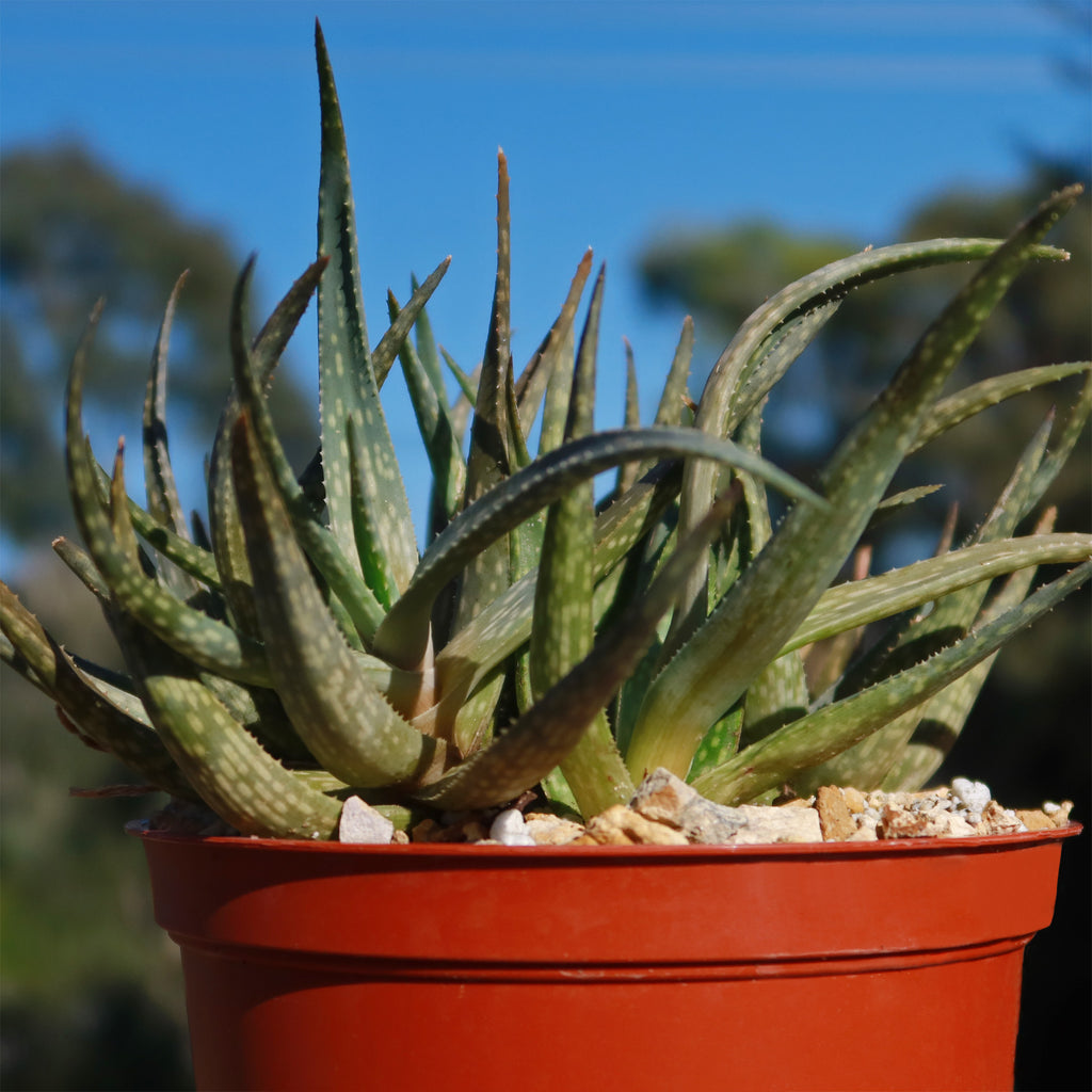 Aloe pictifolia