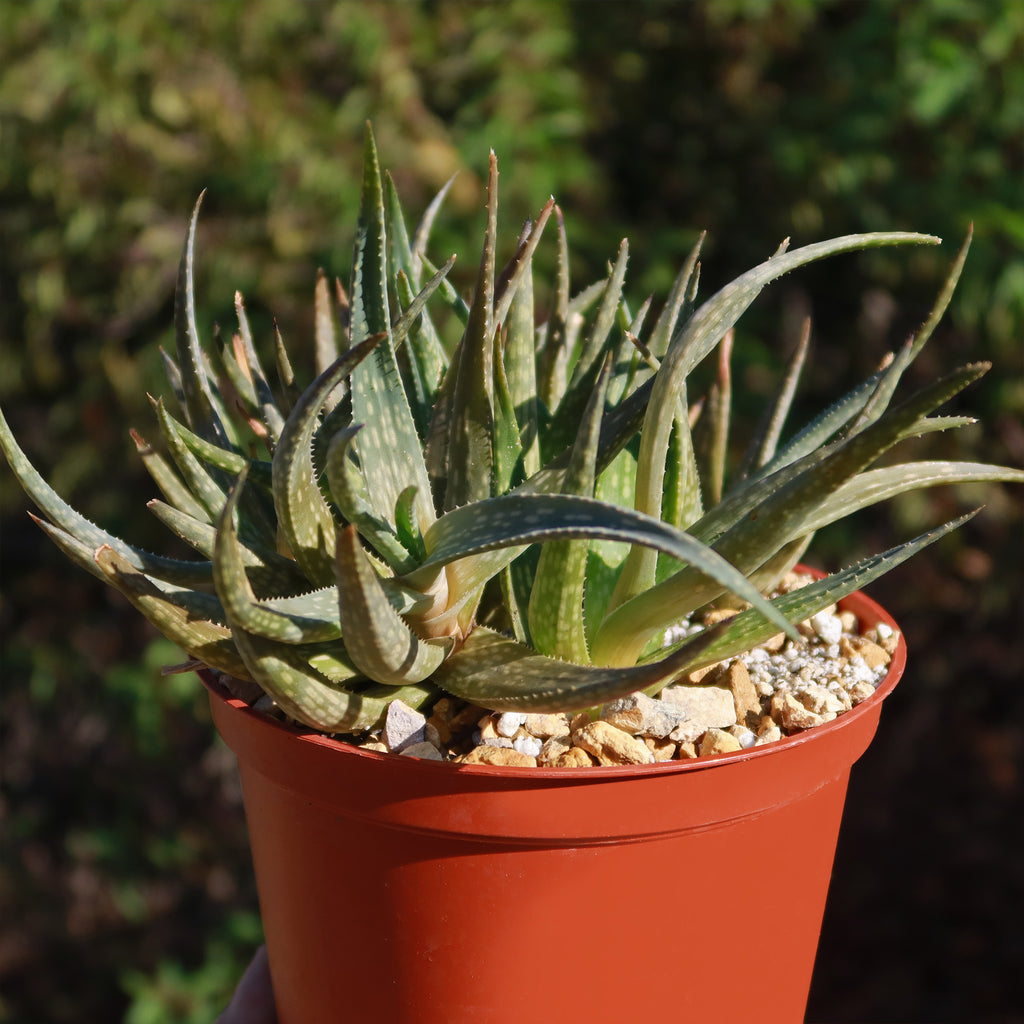 Aloe pictifolia