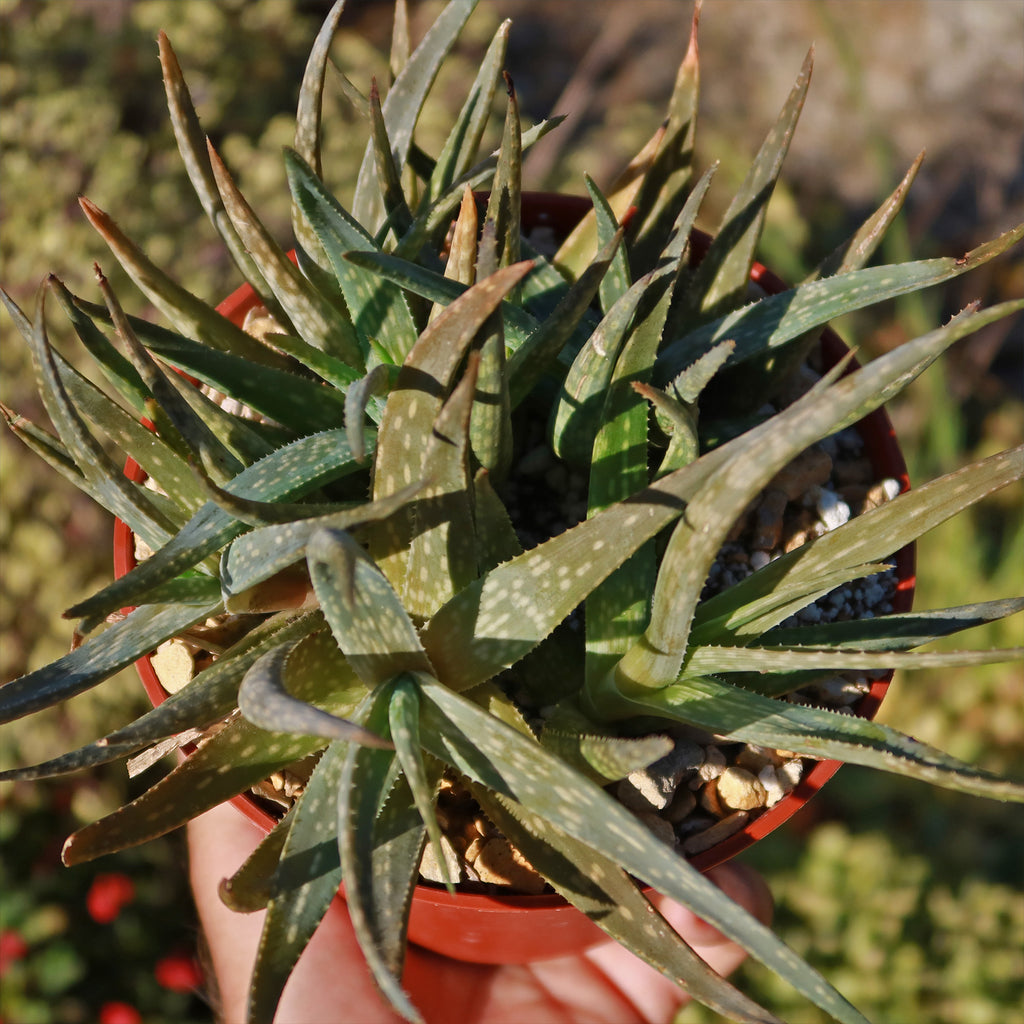 Aloe pictifolia