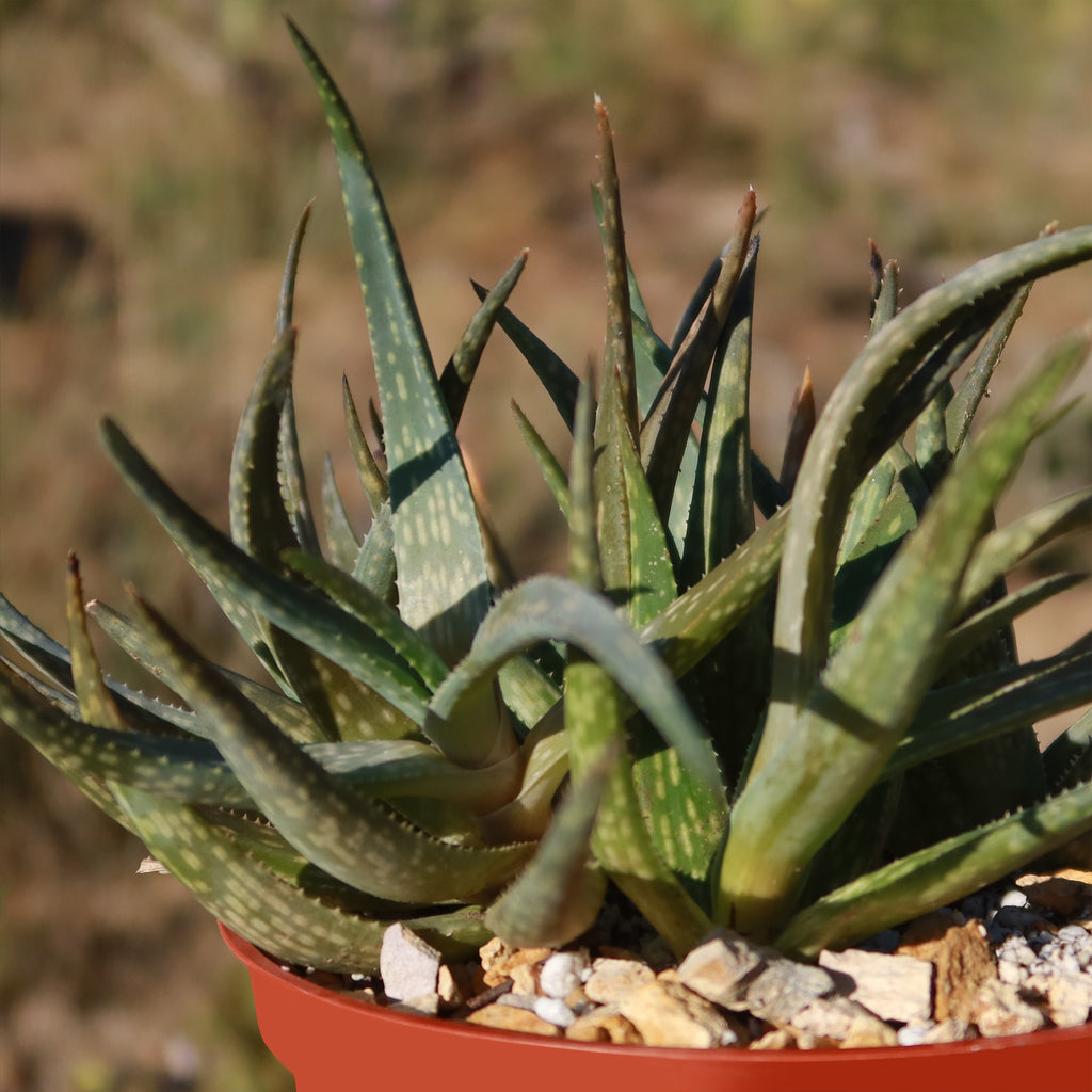 Aloe pictifolia
