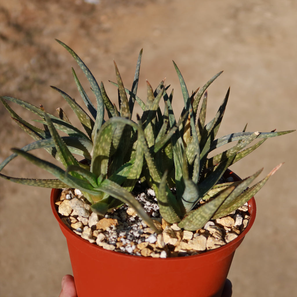 Aloe pictifolia