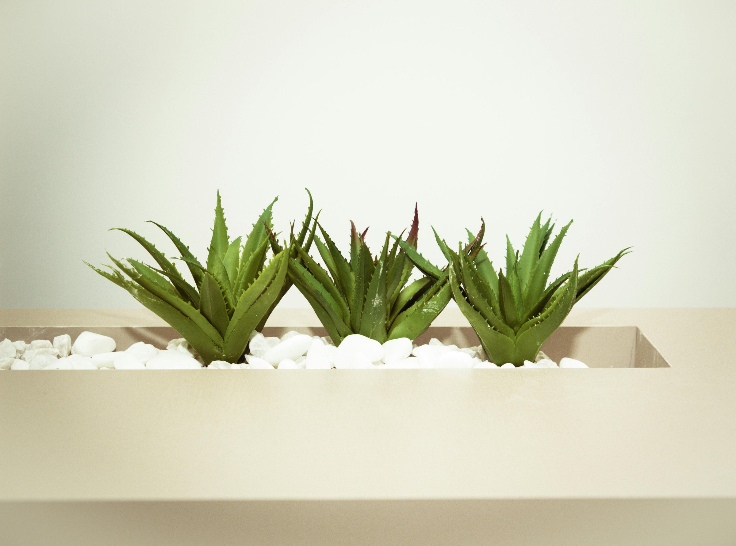 Types of Aloe Plants
