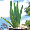 Fan Aloe - Aloe plicatilis