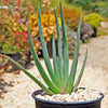 Fan Aloe - Aloe plicatilis