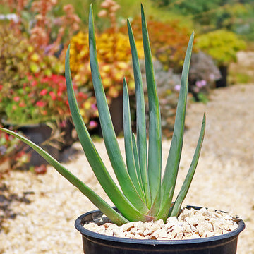how do you care for a calla lily plant Fan Aloe