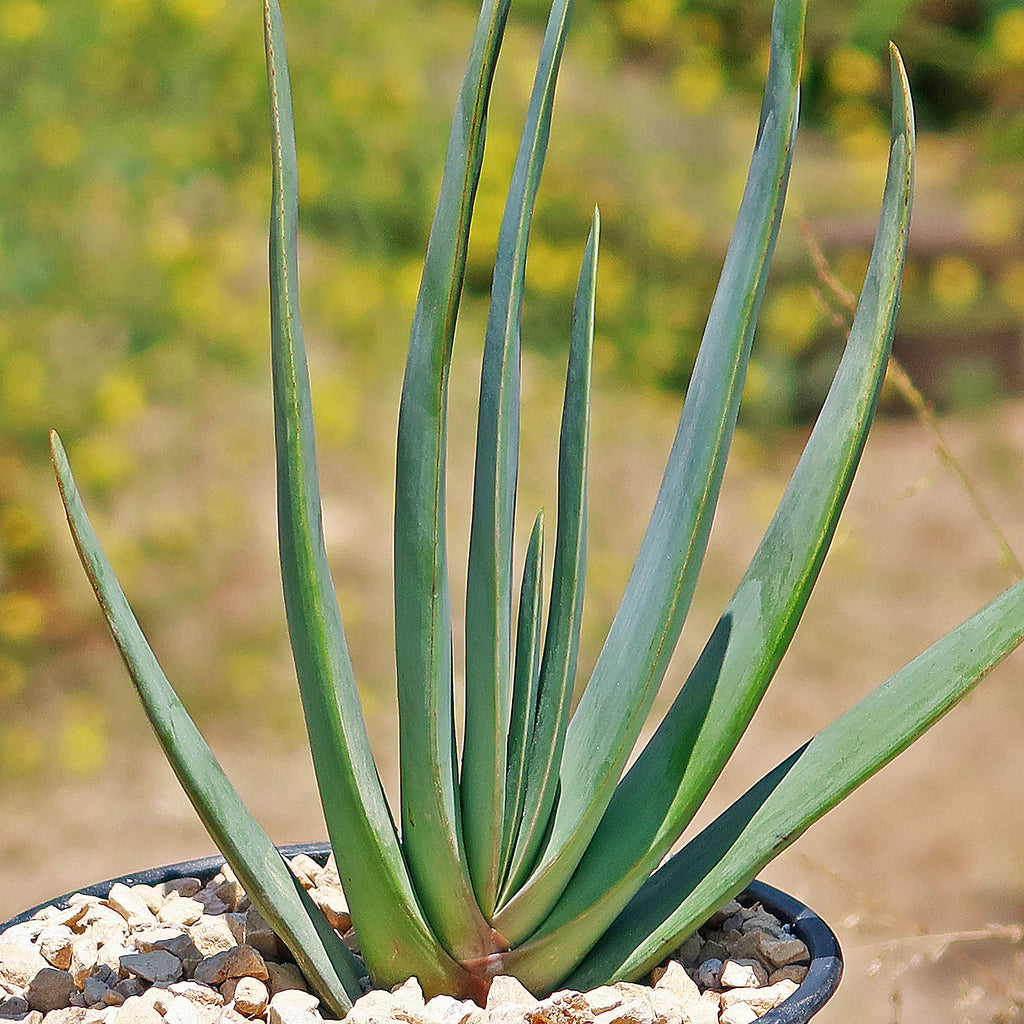 Fan Aloe - Aloe plicatilis