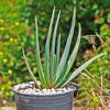 Fan Aloe - Aloe plicatilis