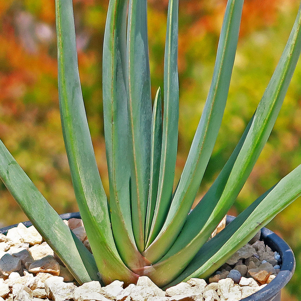 Fan Aloe - Aloe plicatilis