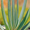 Fan Aloe - Aloe plicatilis