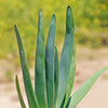 Fan Aloe - Aloe plicatilis