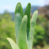 Fan Aloe - Aloe plicatilis