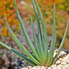 Fan Aloe - Aloe plicatilis