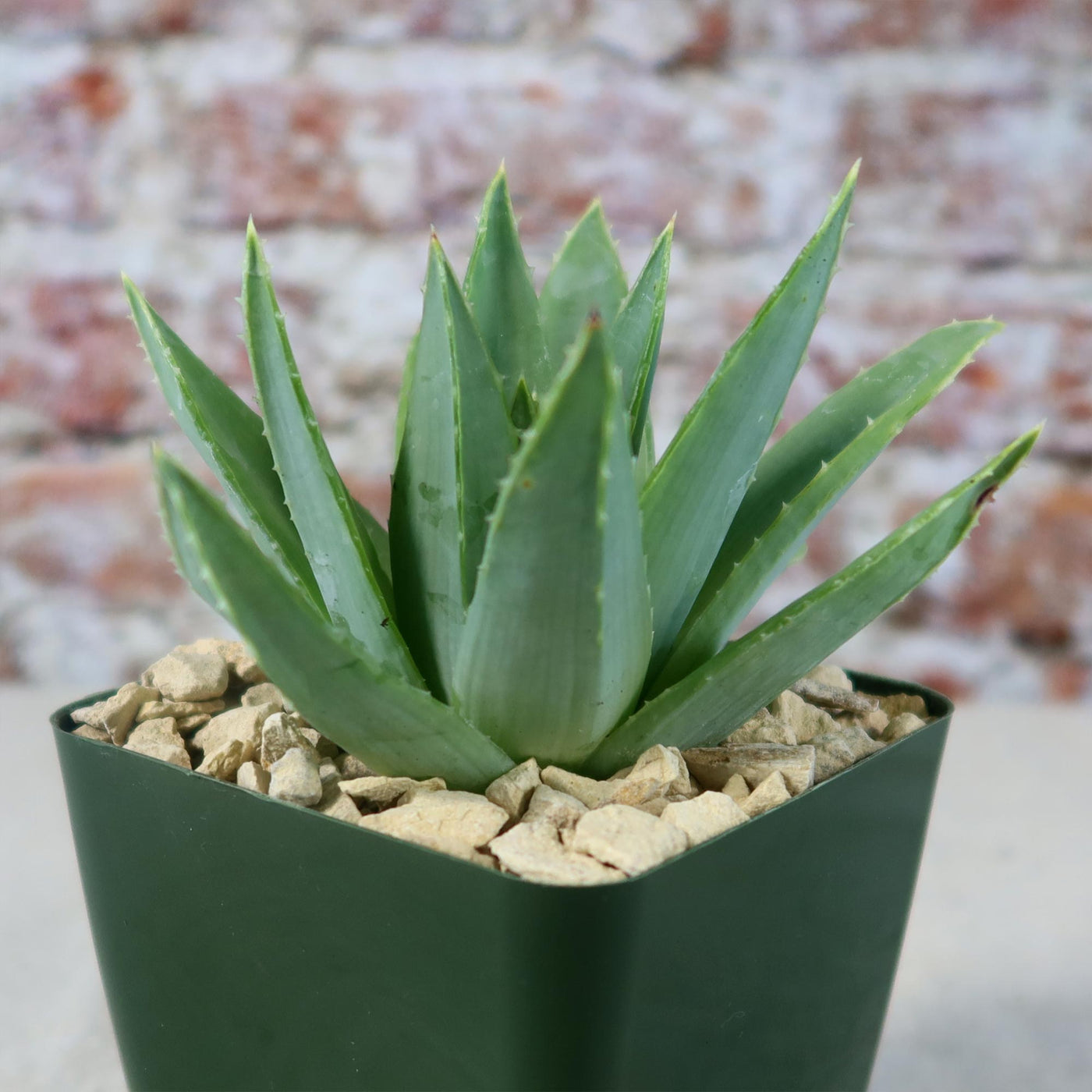 succulent with spiral leaves Spiral Aloe – Aloe polyphylla 4" Pot