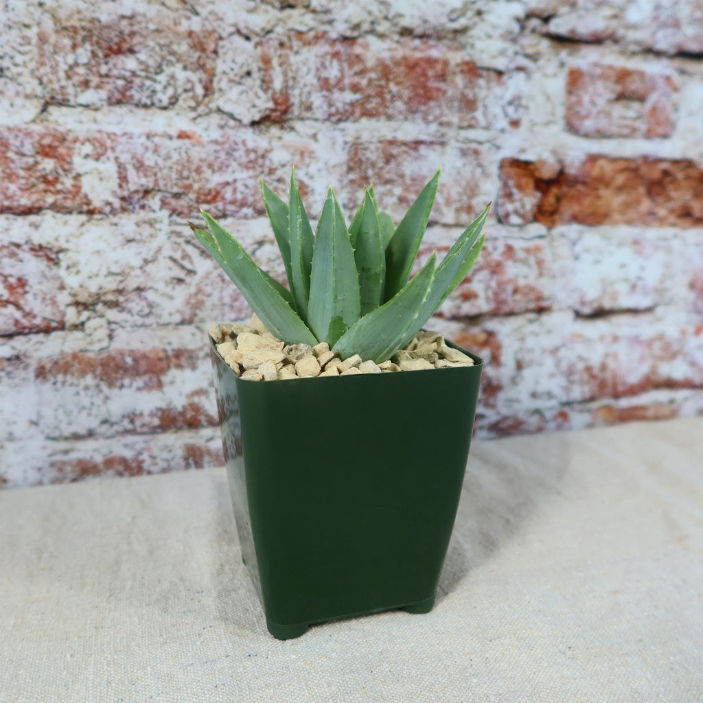 Spiral Aloe – Aloe polyphylla