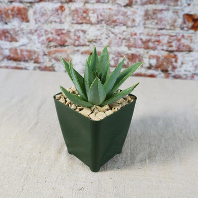 spiral aloe vera plant for sale Spiral Aloe – Aloe polyphylla 4" Pot