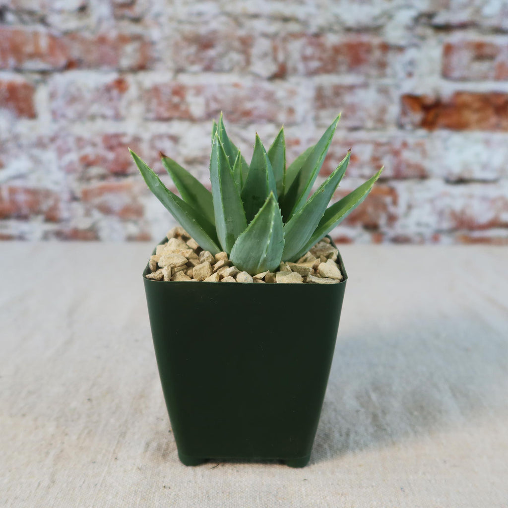 Spiral Aloe – Aloe polyphylla