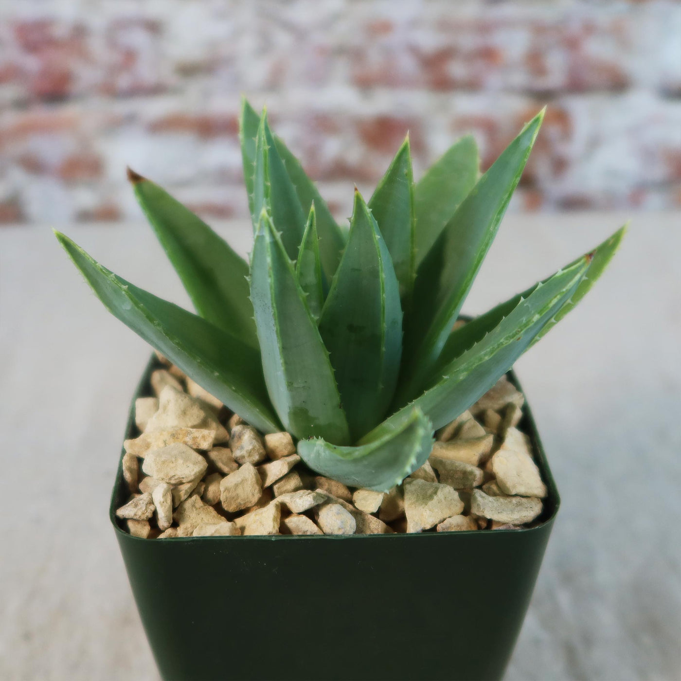 aloe vera spiral Spiral Aloe – Aloe polyphylla 4