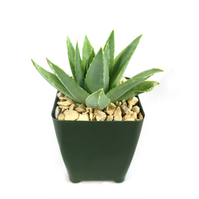 aloe polyphylla plant for sale Spiral Aloe – Aloe polyphylla 4