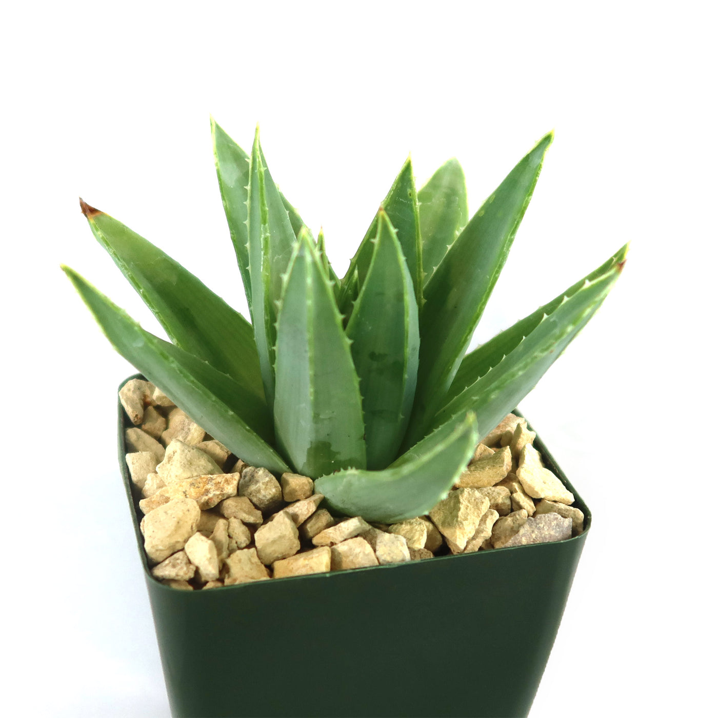 Spiral Aloe – Aloe polyphylla 4