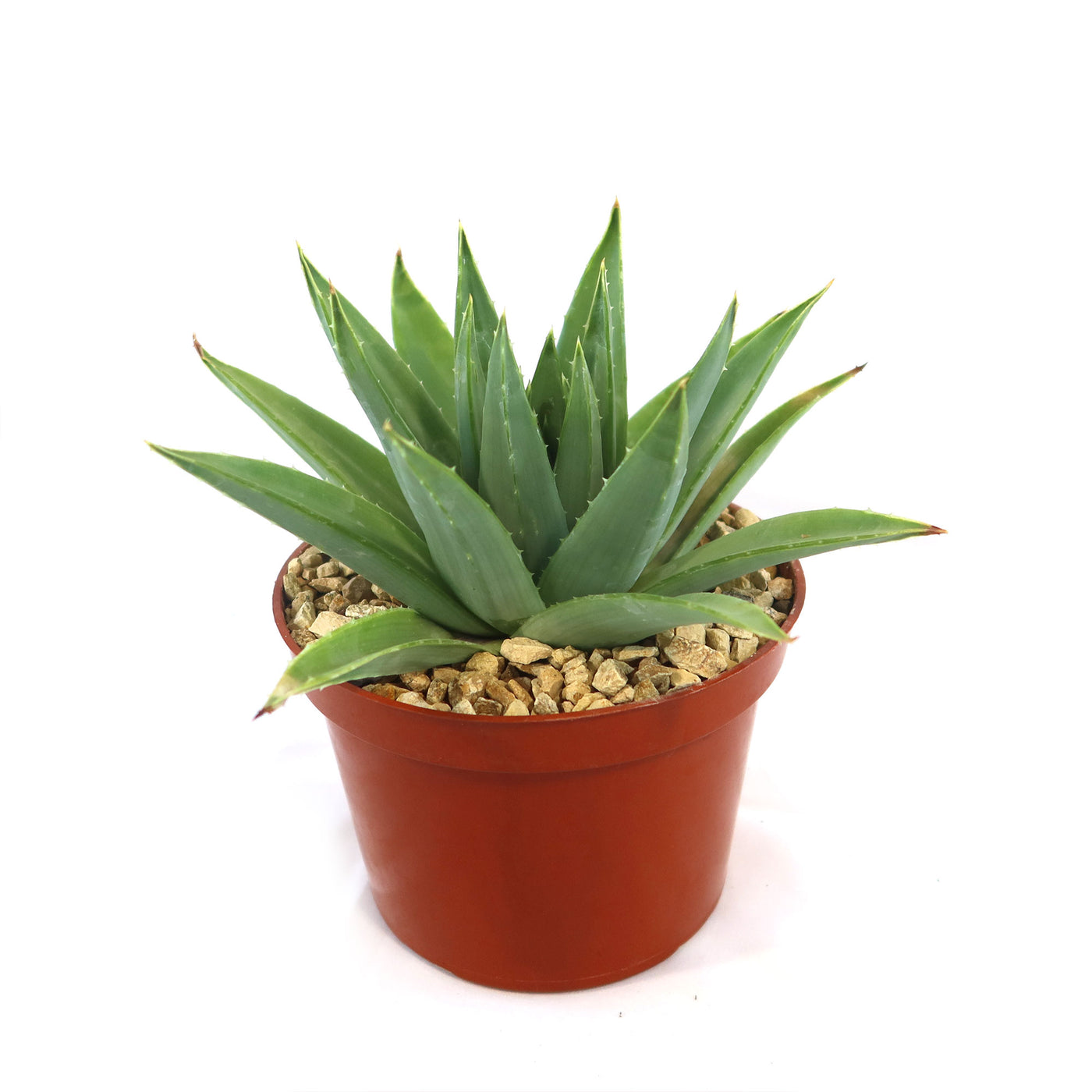 Spiral Aloe – Aloe polyphylla 4
