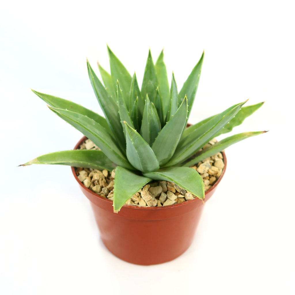 Spiral Aloe – Aloe polyphylla