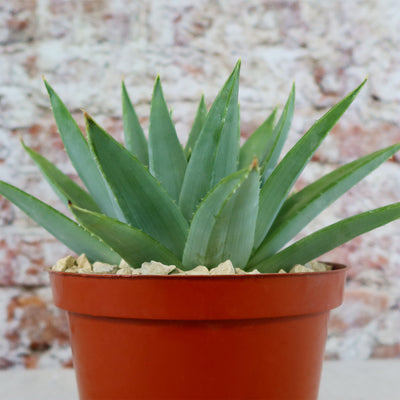 Spiral Aloe  Aloe polyphylla 4" Pot