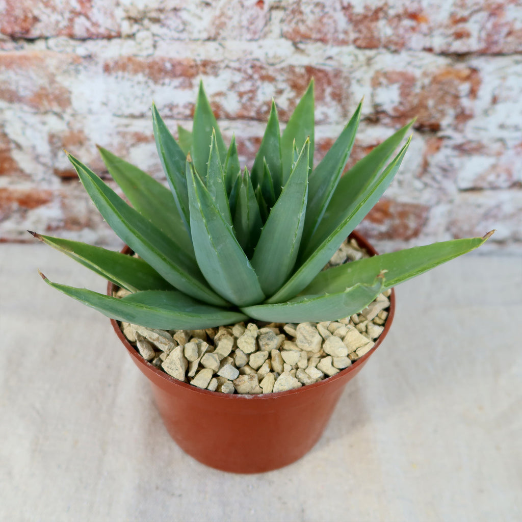 Spiral Aloe – Aloe polyphylla