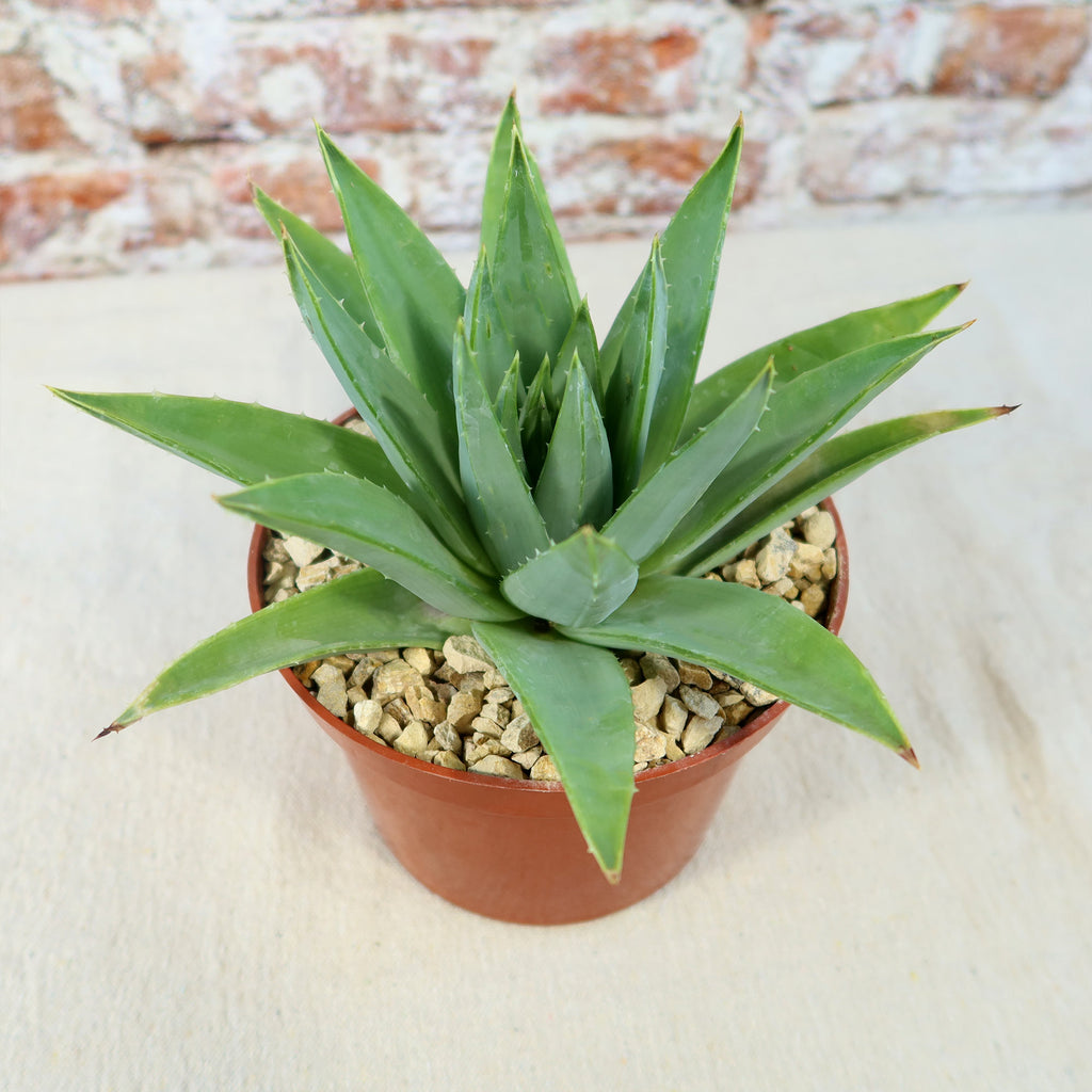 Spiral Aloe – Aloe polyphylla