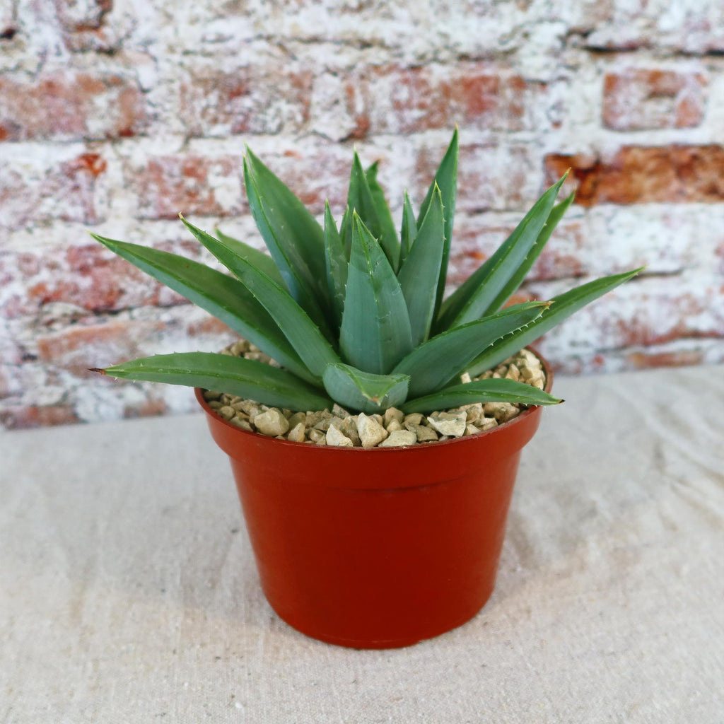 Spiral Aloe – Aloe polyphylla