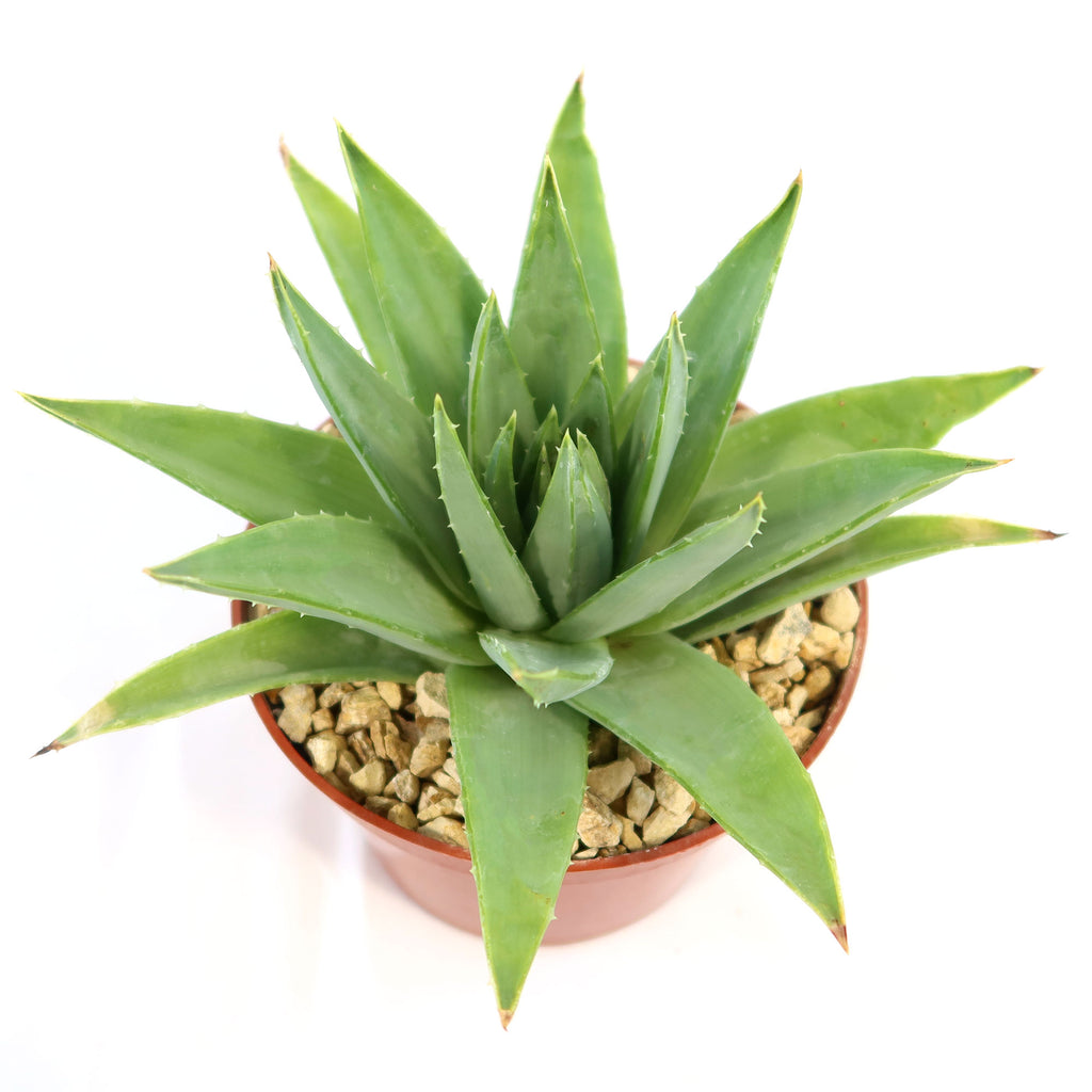 Spiral Aloe – Aloe polyphylla
