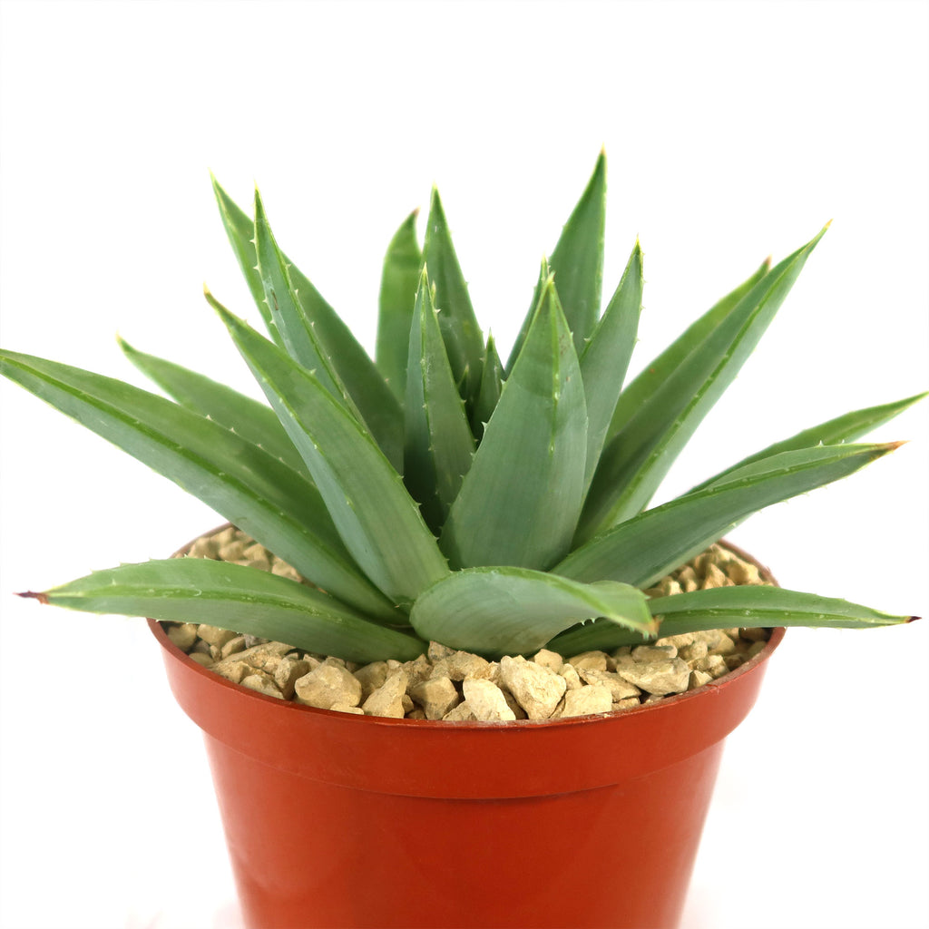 Spiral Aloe – Aloe polyphylla