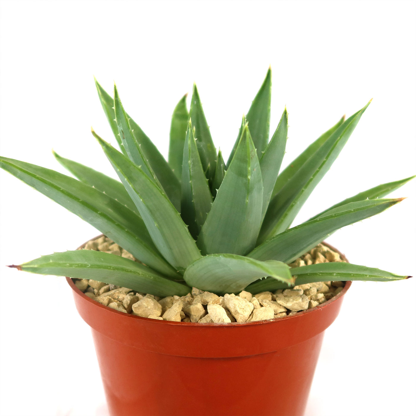 spiral aloe vera plant for sale Spiral Aloe – Aloe polyphylla