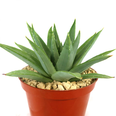 Shop 'Aloe polyphylla – Spiral Aloe' Care and Growing Guide| Planet Desert
