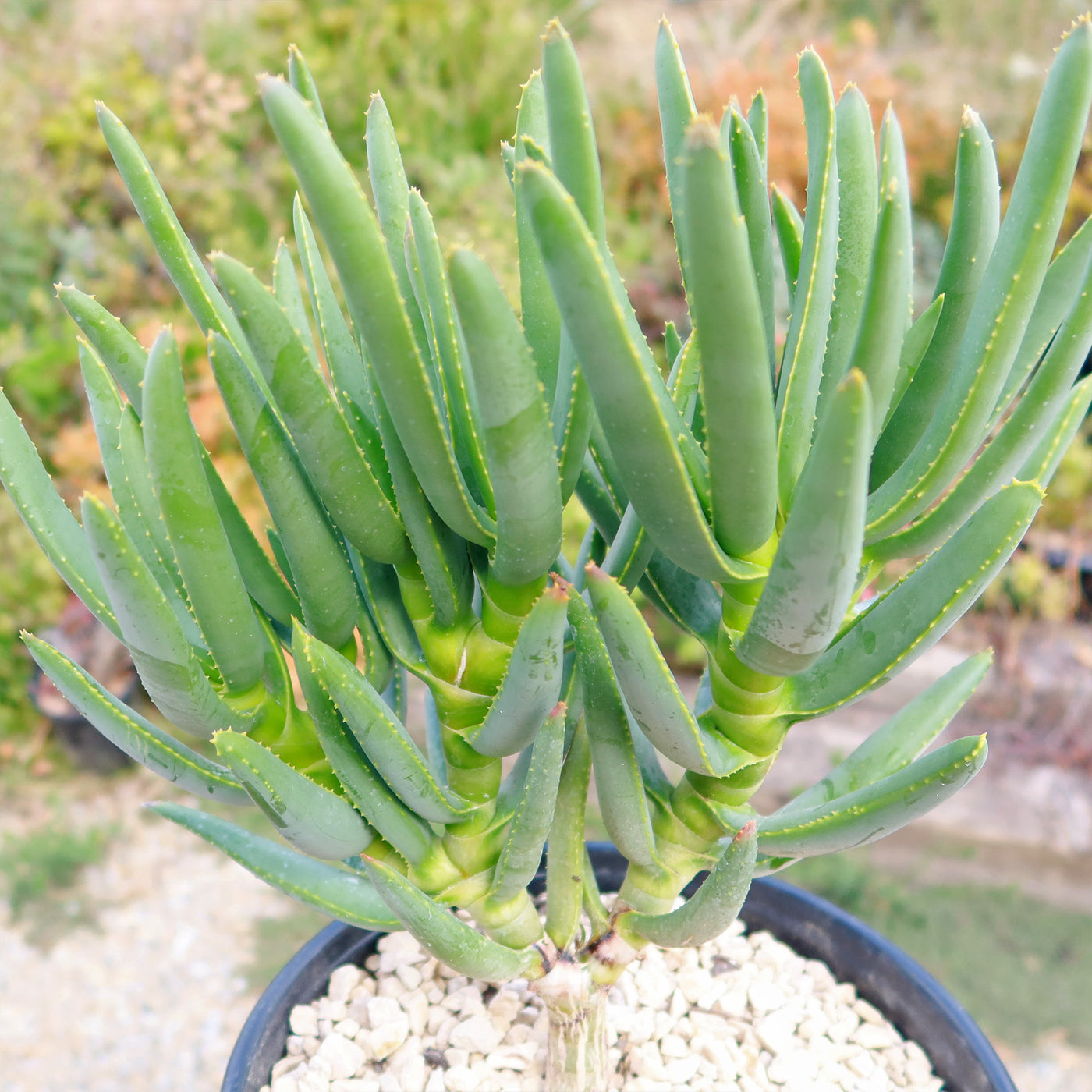 Aloe ramosissima