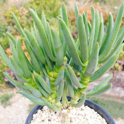 Aloe ramosissima